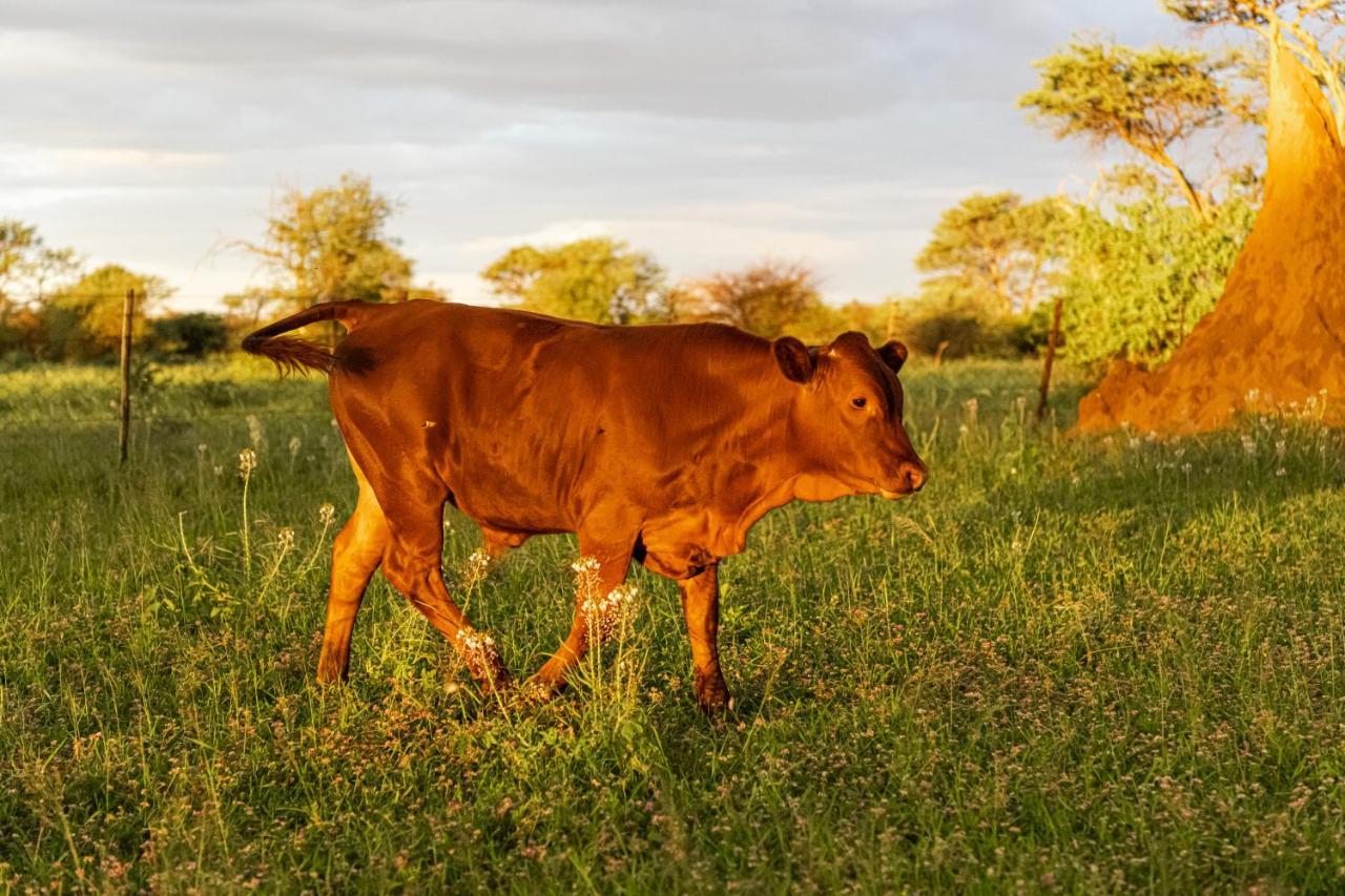 Farmstay Okakeua Okahandja Exteriér fotografie